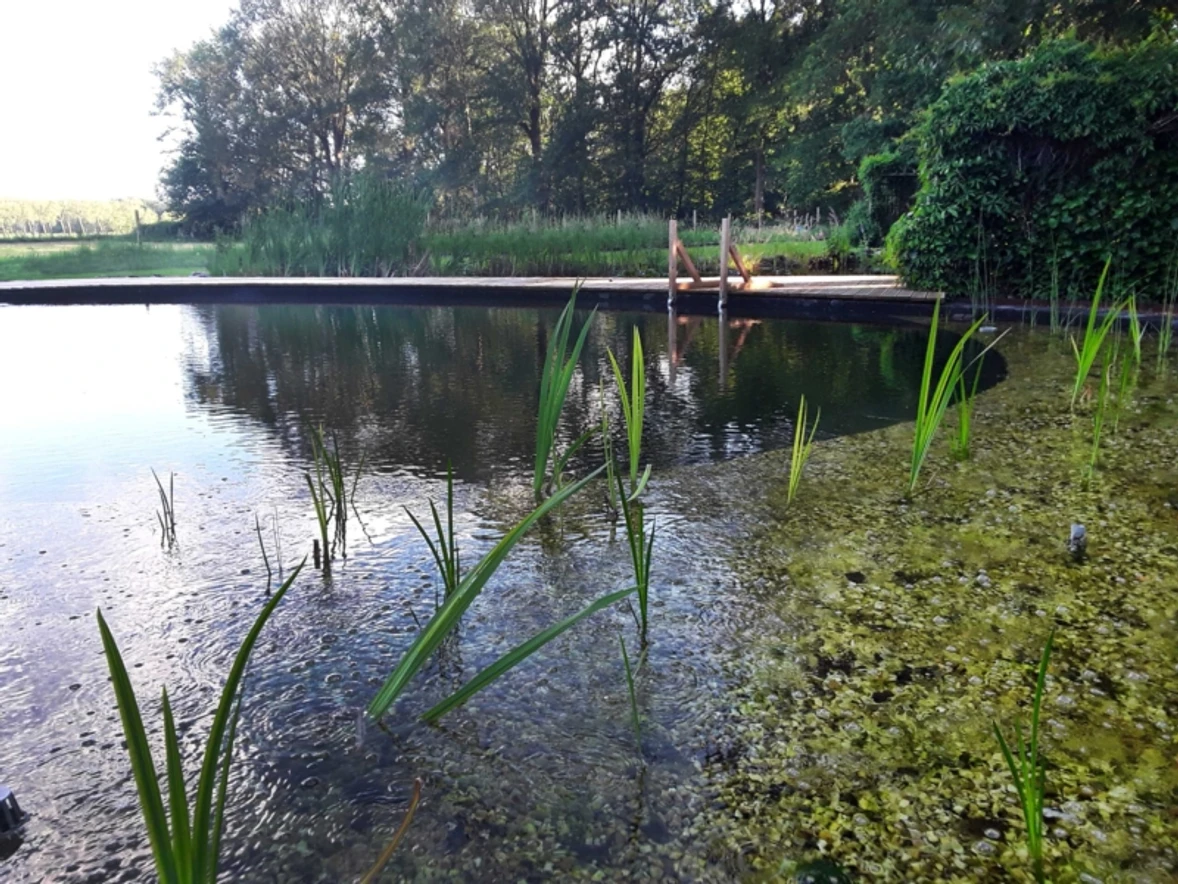 gardenswimm-natuurlijke-zwemvijver-horn-2-scaled-800x600