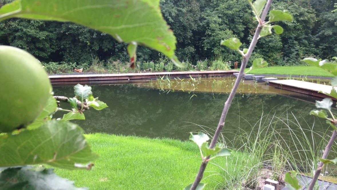 moeras-en-waterplanten-waterfilter