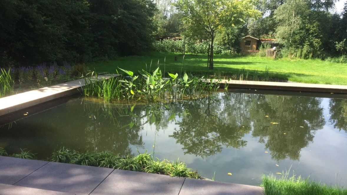 zwemvijver-moeras-en-waterplanten